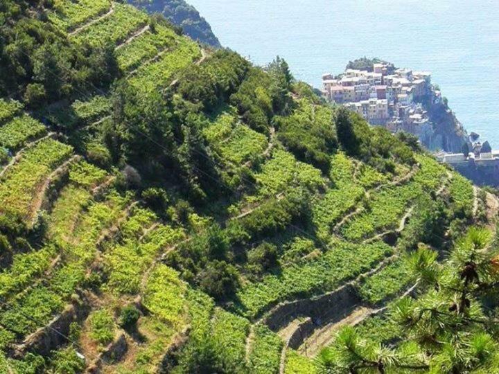 Liguria Home Ameglia Dış mekan fotoğraf